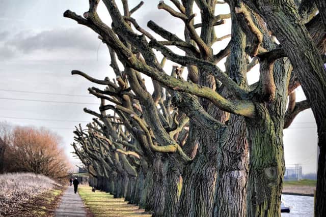 Pollarded willows along the embankment in 2012