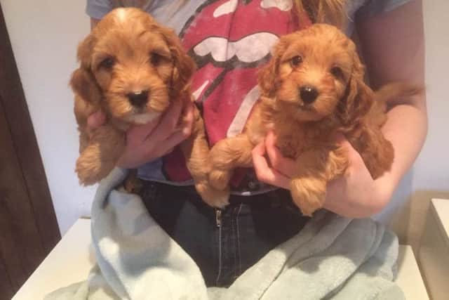 The stolen dogs