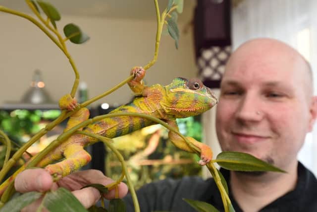 Reptile award winner  Peter Hawkins of Hampton with Vai the panther chameleon EMN-171204-081828009