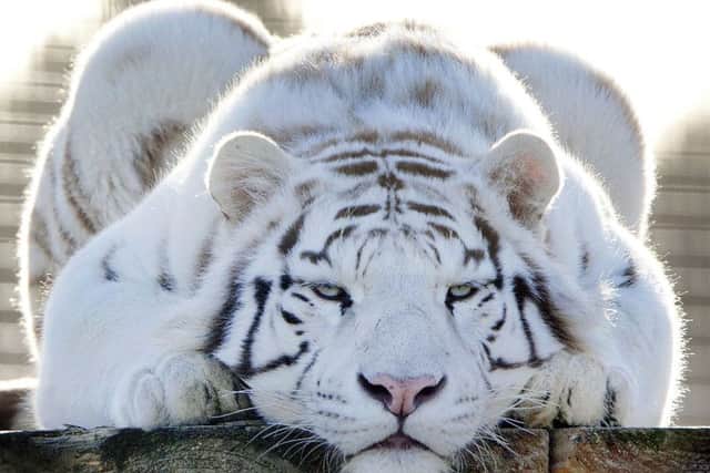 Two-year-old white tiger Mohan at Hamerton Zoo Park keeps an eye on visitors. Picture by Glynn Dobbs