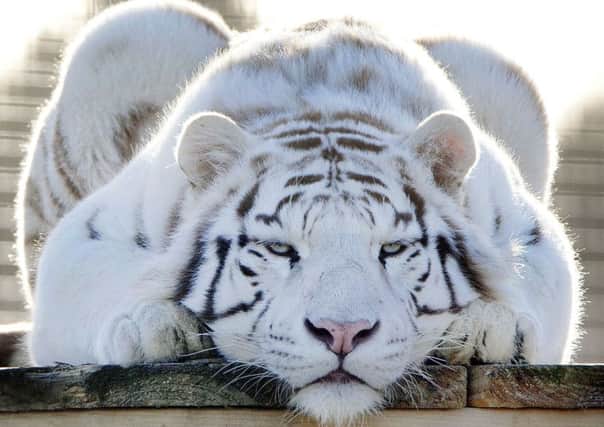 Two-year-old white tiger Mohan at Hamerton Zoo Park keeps an eye on visitors. Picture by Glynn Dobbs
