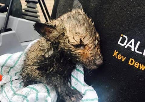 One of the Dalrod team with the rescued baby fox 8f8RMnAD343UQMlclxKD