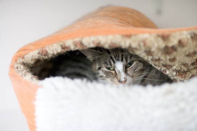 Hiding Tabby