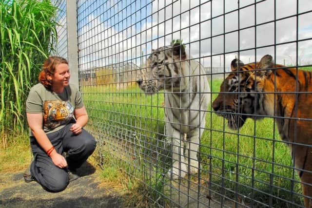 Keeper Rosa King with the tigers at Hamerton Zoo Park, pictured by ther Peterborough Telegraph on World Tiger Day in 2013