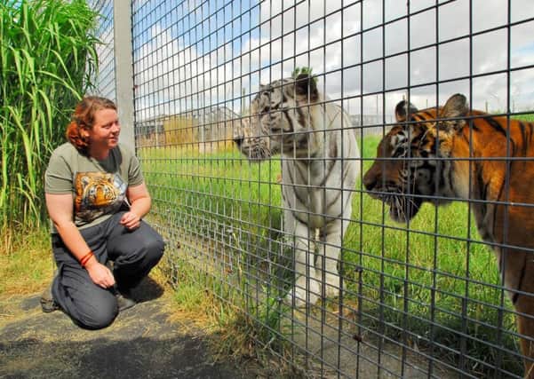 Keeper Rosa King with the tigers at Hamerton Zoo Park, pictured by the Peterborough Telegraph on World Tiger Day in 2013