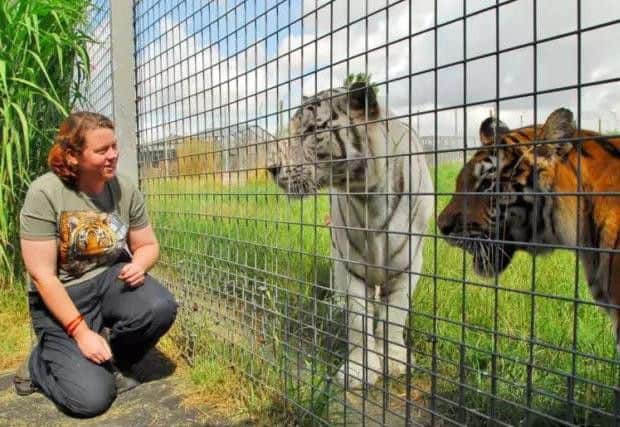 Rosa King with the tigers at Hamerton Zoo Park on World Tiger Day in 2013