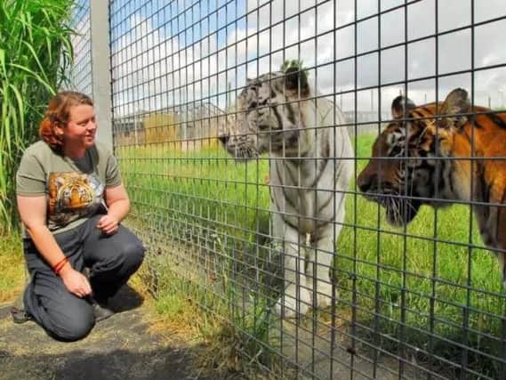 Rosa King with the tigers at Hamerton Zoo Park on World Tiger Day in 2013