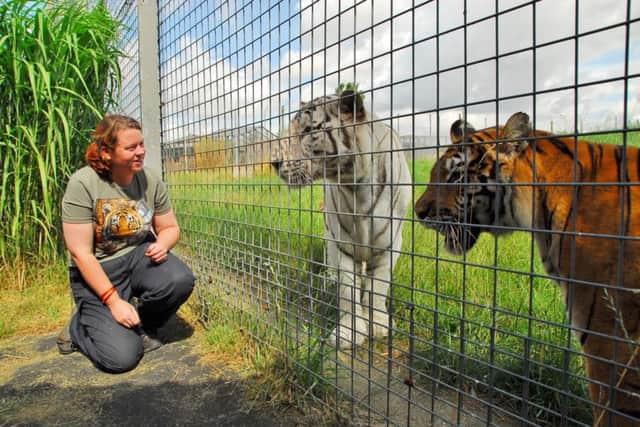 Keeper Rosa King with the tigers at Hamerton Zoo Park, on World Tiger Day ENGEMN00120130729160055