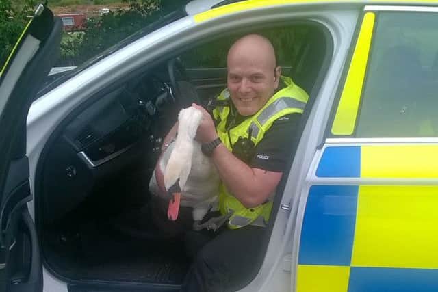Police escorted this jailbird back to the River Nene this morning before he could make flight
