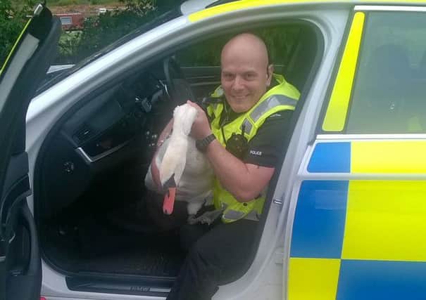 Police escorted this jailbird back to the River Nene this morning before he could make flight
