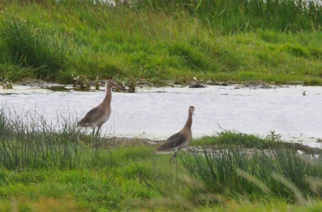 Two rare black-tailed godwits which have been released into the wild in the Fens after being hand-reared to give the species a boost. Photo; PA ENVIRONMENT_Godwits_122476.JPG