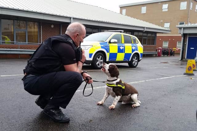 PD Brewster