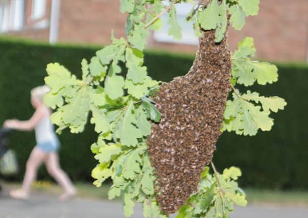 The swarm of bees in Lancaster Way, Yaxley. Photo: Terry Harris