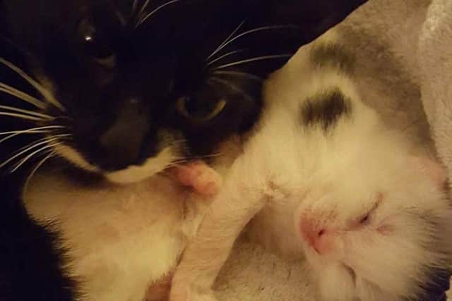Mia and kitten