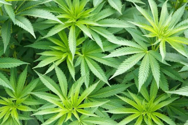 Cannabis