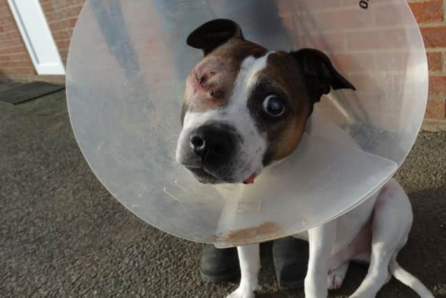 Hooch after his first eye operation