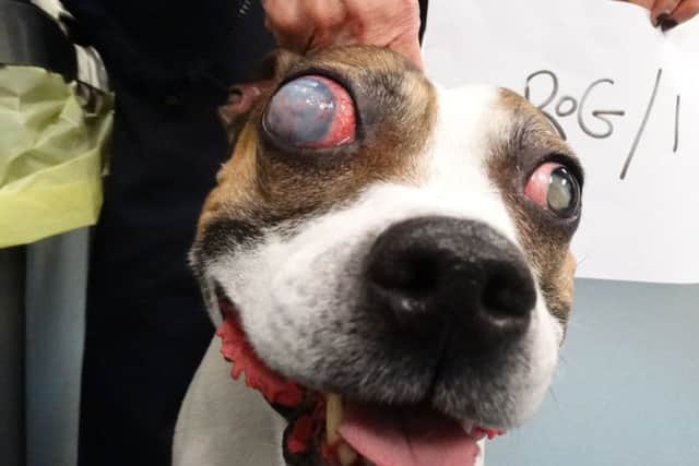 Hooch with his eye condition after being found by the RSPCA inspectors in Peterborough