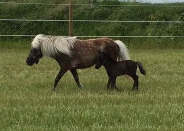 Silver dapple mare with a white mane and tail with silver black colt foal