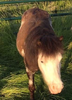 Two-month-old chocolate and white pony with one blue eye (right) and one brown eye (left)