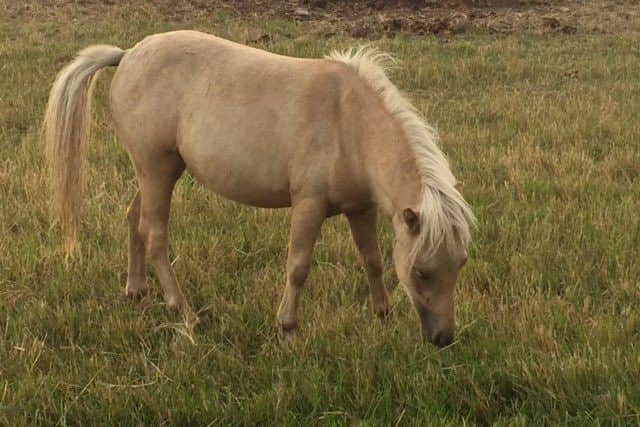The remaining missing pony