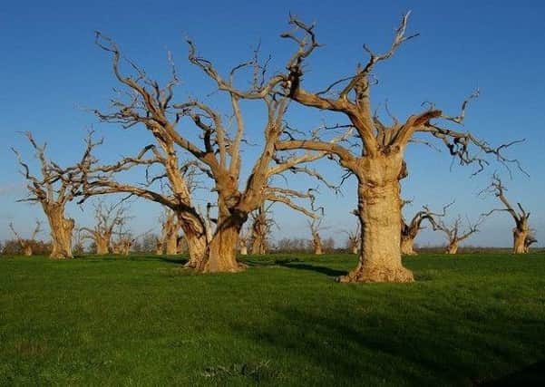 One of the suggested locations for a new art work is the Petrified Oak Forest of Mundon, Essex. Photo by Glyn Baker