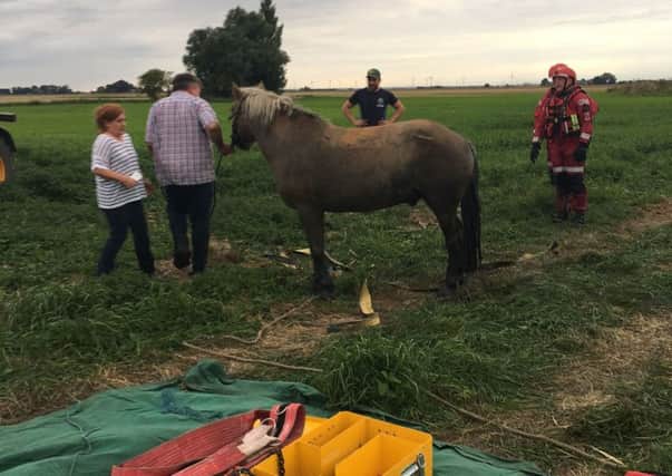 The rescued horse