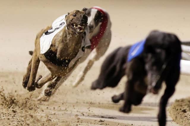 The Peterborough Derby heats took place last night.