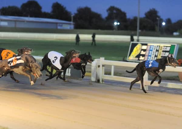 Hiya Butt leads  from Ginas Blue in the Peterborough Greyhound Derby heats.  Picture: Steve Nash