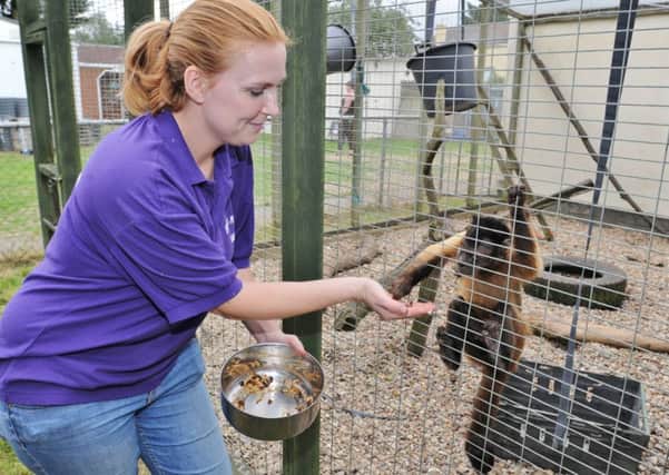 Open day at the Exotic Pets Refuge at Deeping st James.  Capuchin monkey with manager  Jane Syrova EMN-170716-191234009