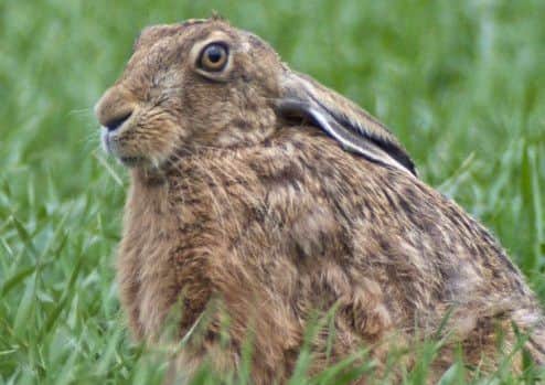 A bedded hare in a field near Sleaford, photographed by 'I am hare aware'. EMN-170921-130030001