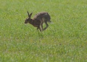 A hare on the move in Sleaford area fields photographed by 'I am hare aware'. EMN-170921-130041001