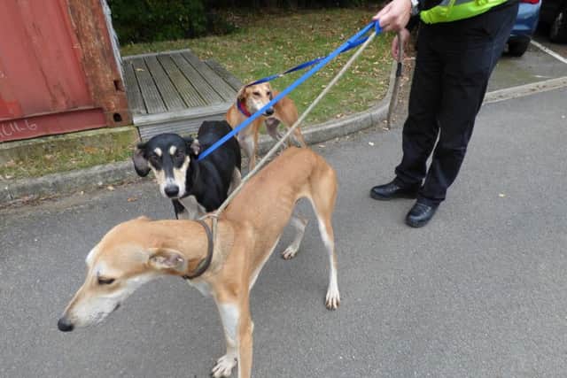 The lurchers