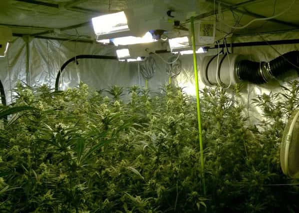 Â£80,000 worth of cannabis found in Wisbech rr2LQpQDv_Z4wyHnLujV