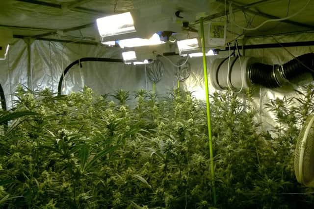 £80,000 worth of cannabis found in Wisbech rr2LQpQDv_Z4wyHnLujV
