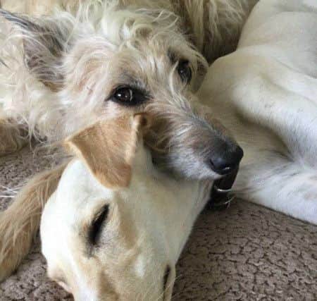 Ruby at home enjoying her new life