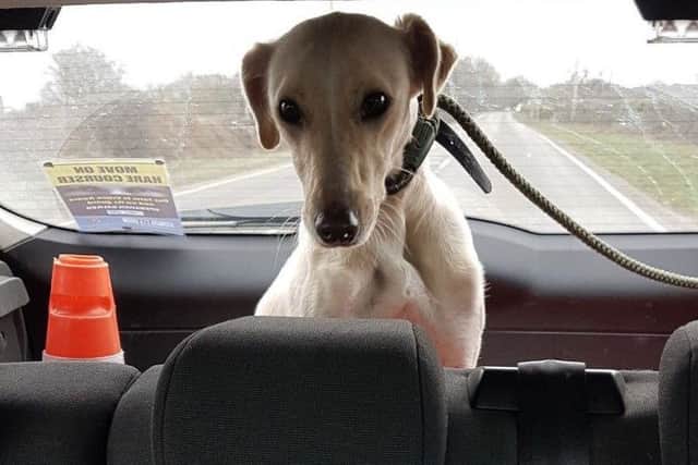 Ruby after being seized by police