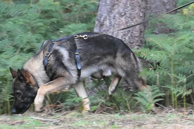 PD Blue