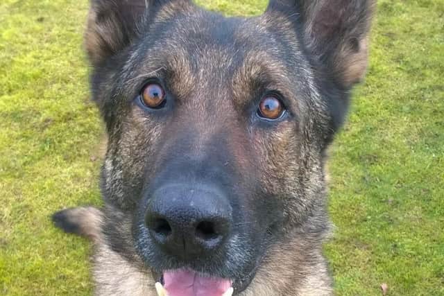 PD Blue