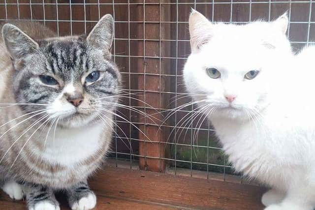 Sisters Aneesha and Mylee who need to be rehomed. Call 0345 371 2750 to find out more about them