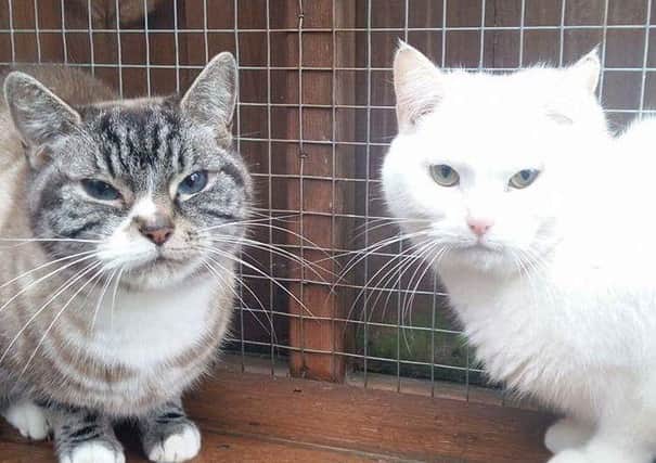 Sisters Aneesha and Mylee who need to be rehomed. Call 0345 371 2750 to find out more about them